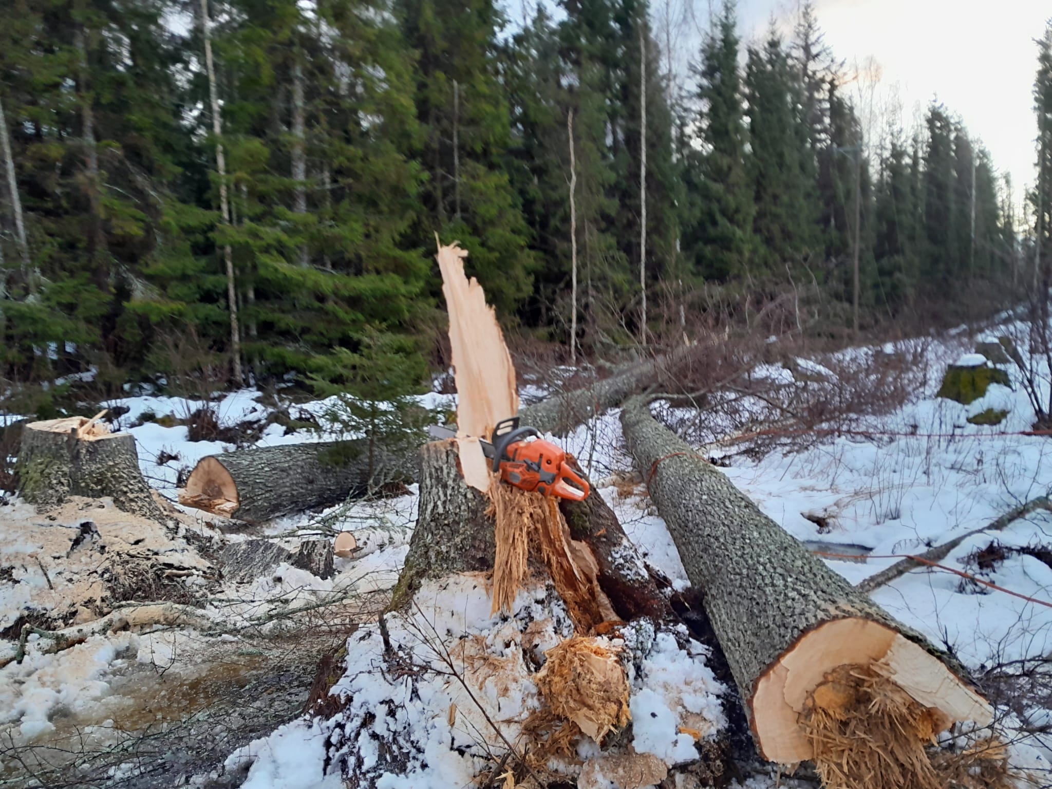 WhatsApp-Kuva 2024-12-20 klo 09.50.06_305fd43e